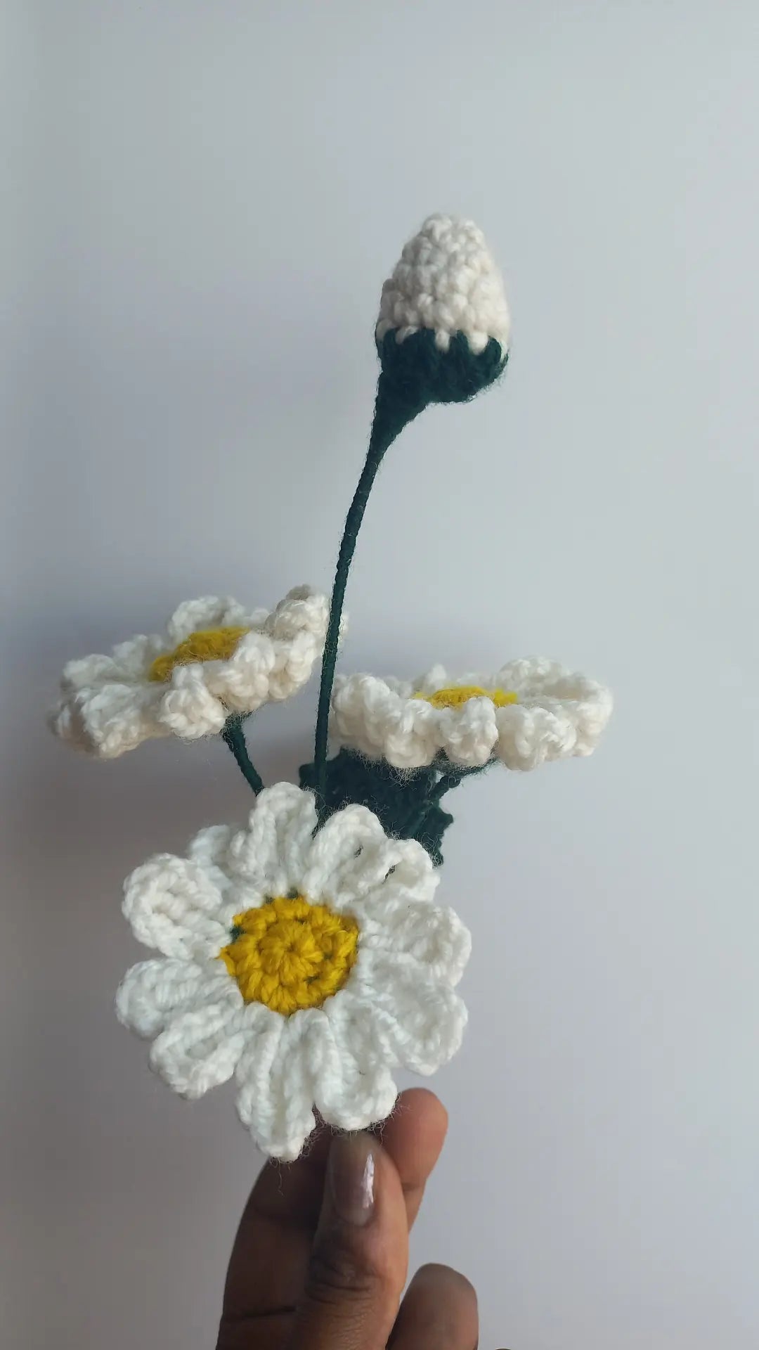 daisy bunch