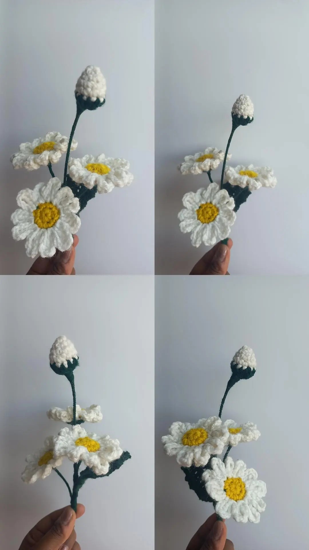 daisy bunch
